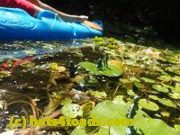 /home//u458753944/public_html/sourcegallery//Frogs/Bullfrogs 2016-08 Ontario/P8081388.JPG